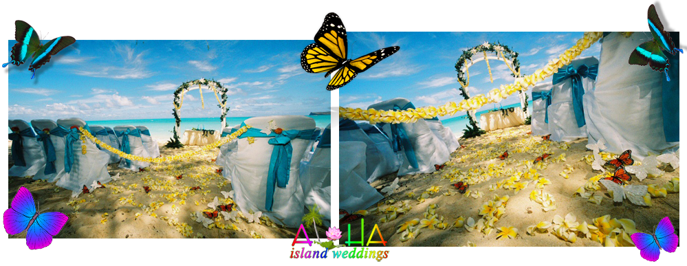 passion for dreams butterfly header